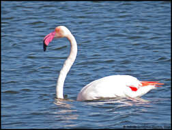 Imagem de Phoenicopterus roseus Pallas 1811