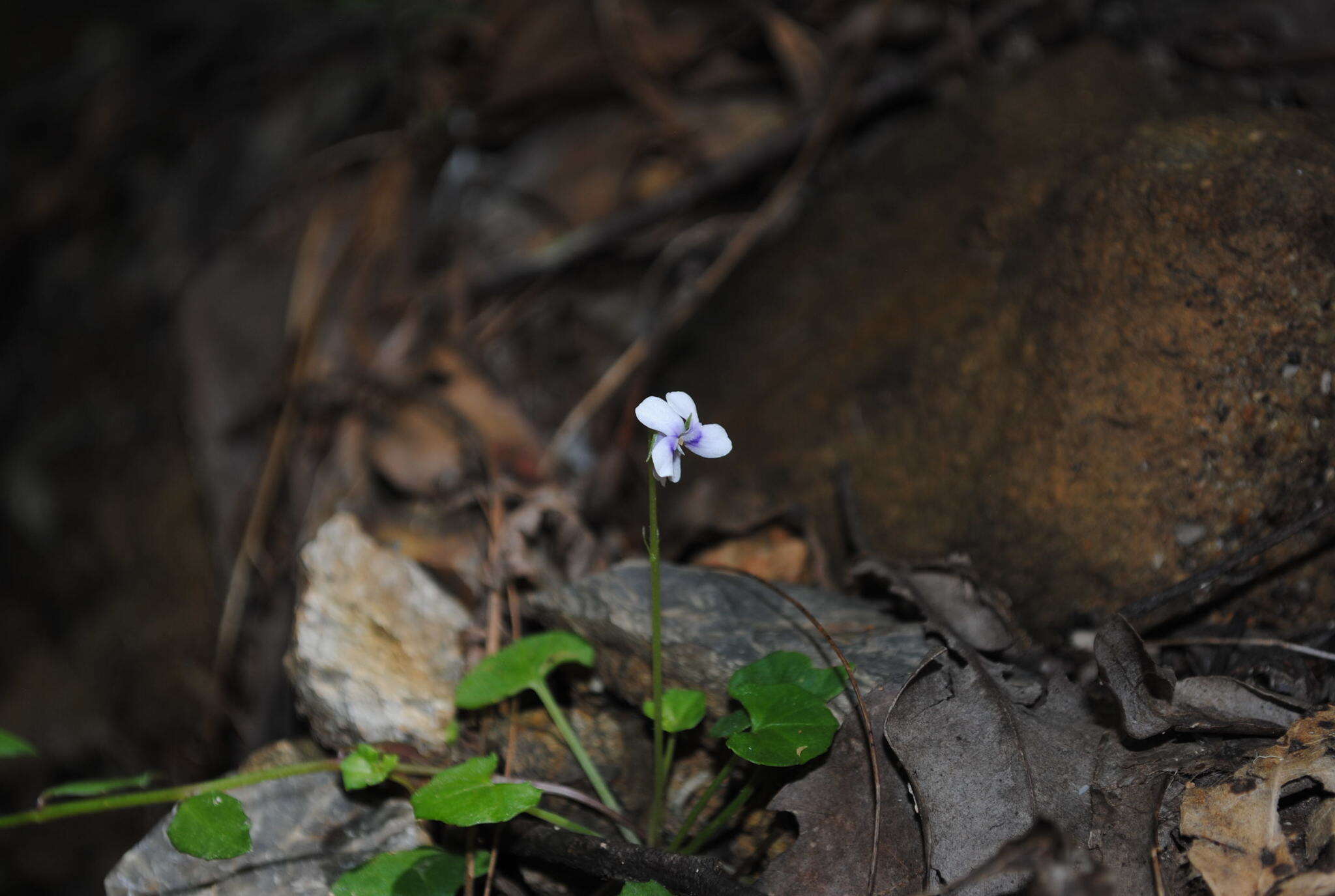 Image of Viola perreniformis (L. G. Adams) R. J. Little & Leiper