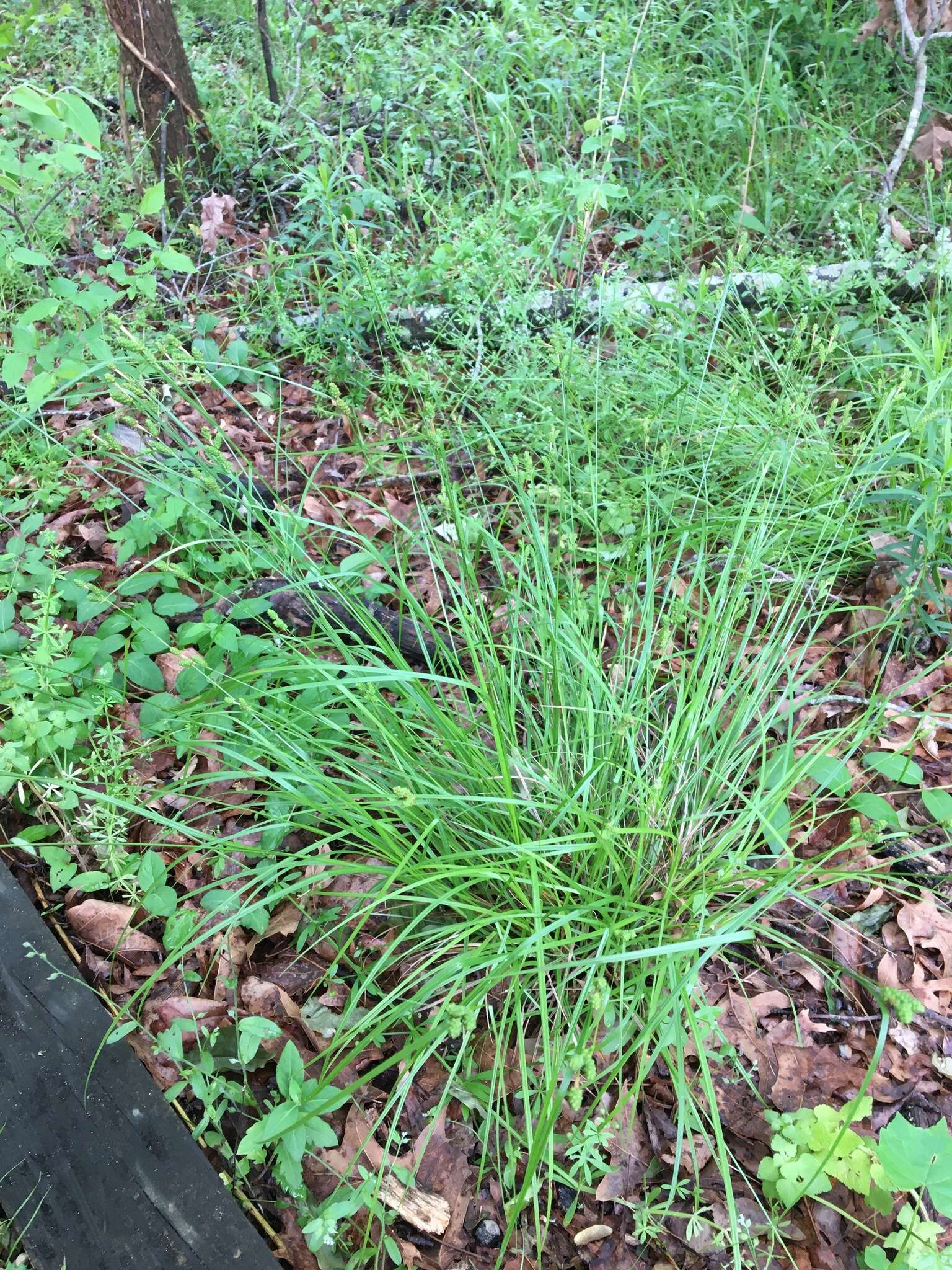 Carex caroliniana Schwein. resmi