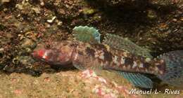 Image of Red-mouthed Goby