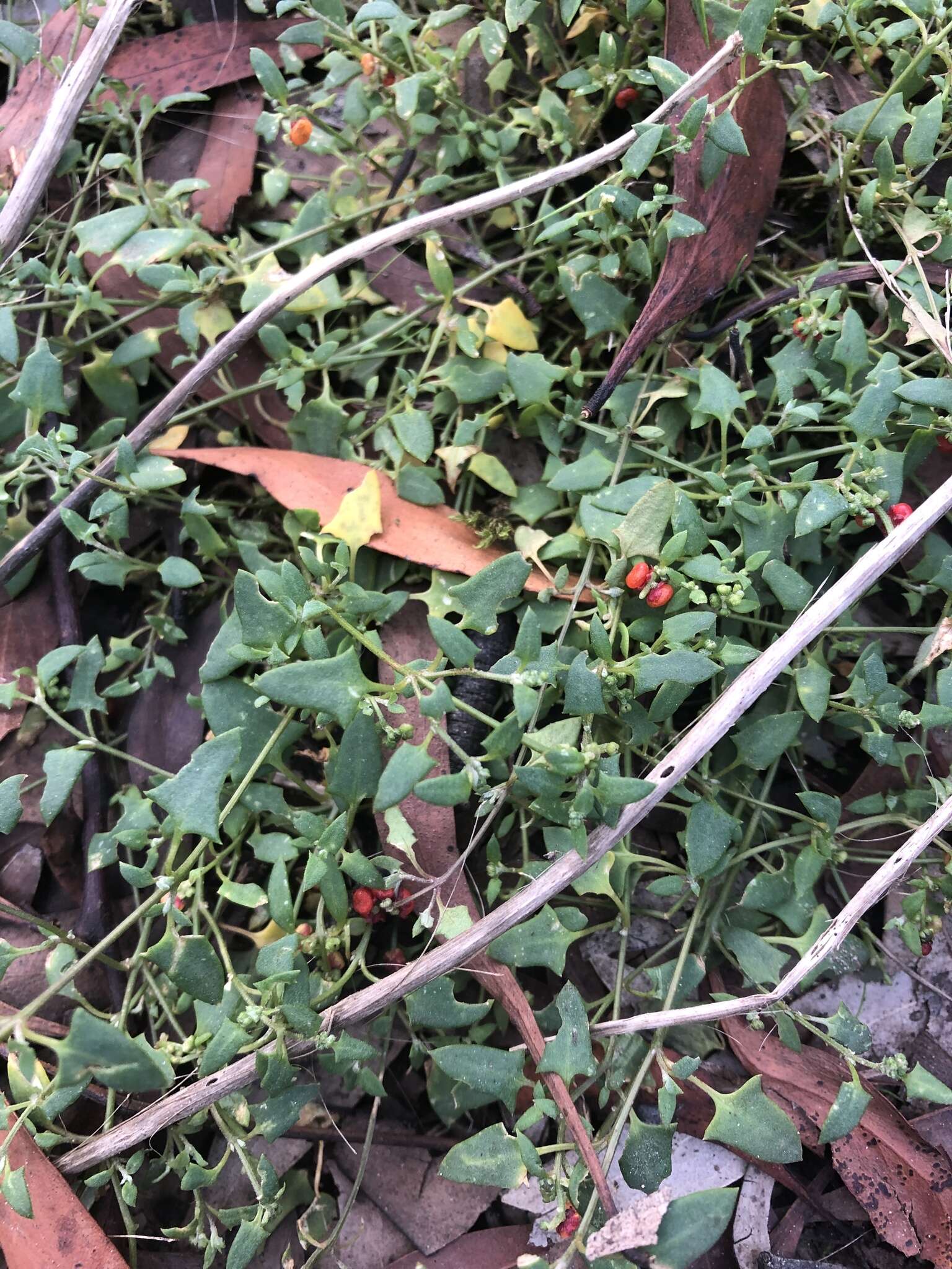 Plancia ëd Chenopodium nutans (R. Br.) S. Fuentes & Borsch