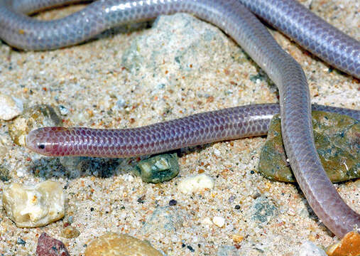 Image of Rena humilis cahuilae (Klauber 1931)