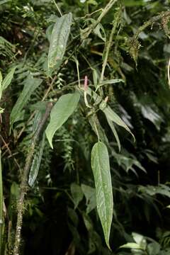 Image of Anthurium microspadix Schott