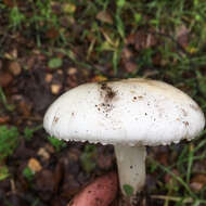 Image of Western North American Destroying Angel