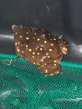 Image of Spotted Burrowing Frog