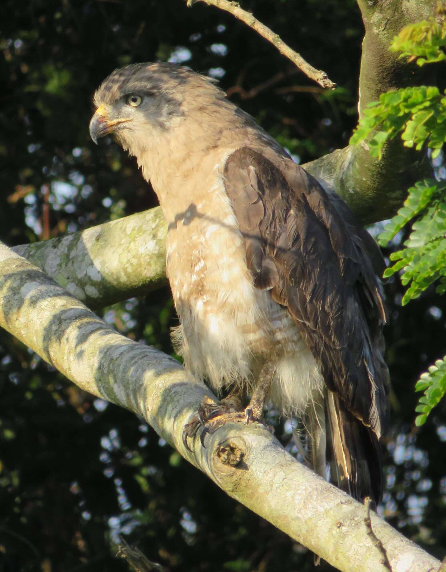 Imagem de Circaetus fasciolatus Kaup 1847