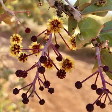 Image of Acacia inaequilatera Domin