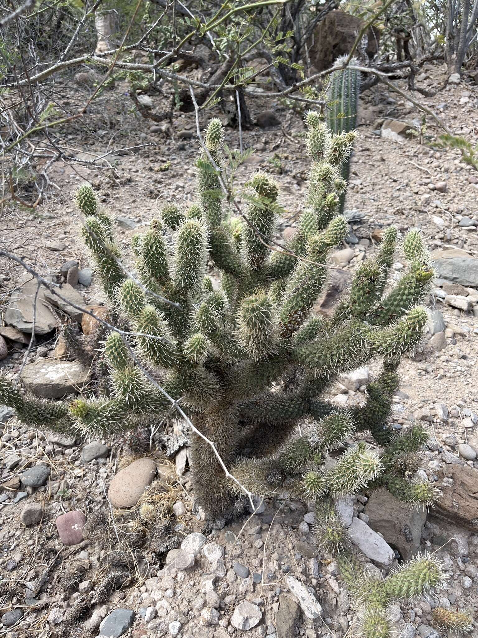 Image of Cylindropuntia bigelovii var. ciribe (Engelm. ex J. M. Coult.) Rebman