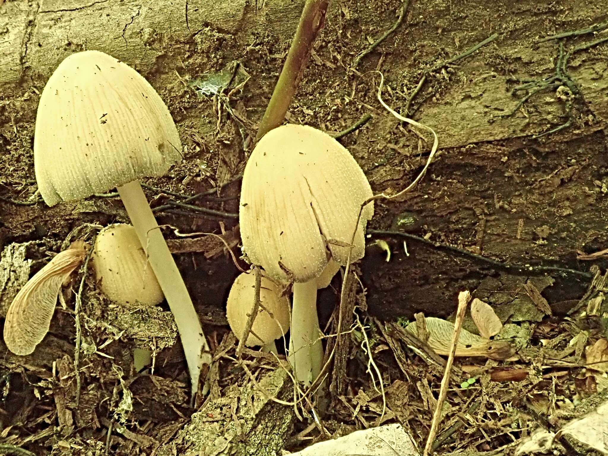 Image of Coprinellus truncorum (Scop.) Redhead, Vilgalys & Moncalvo 2001