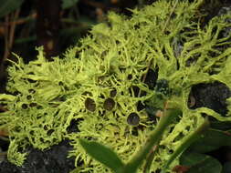 Image of Brown-eyed wolf lichen