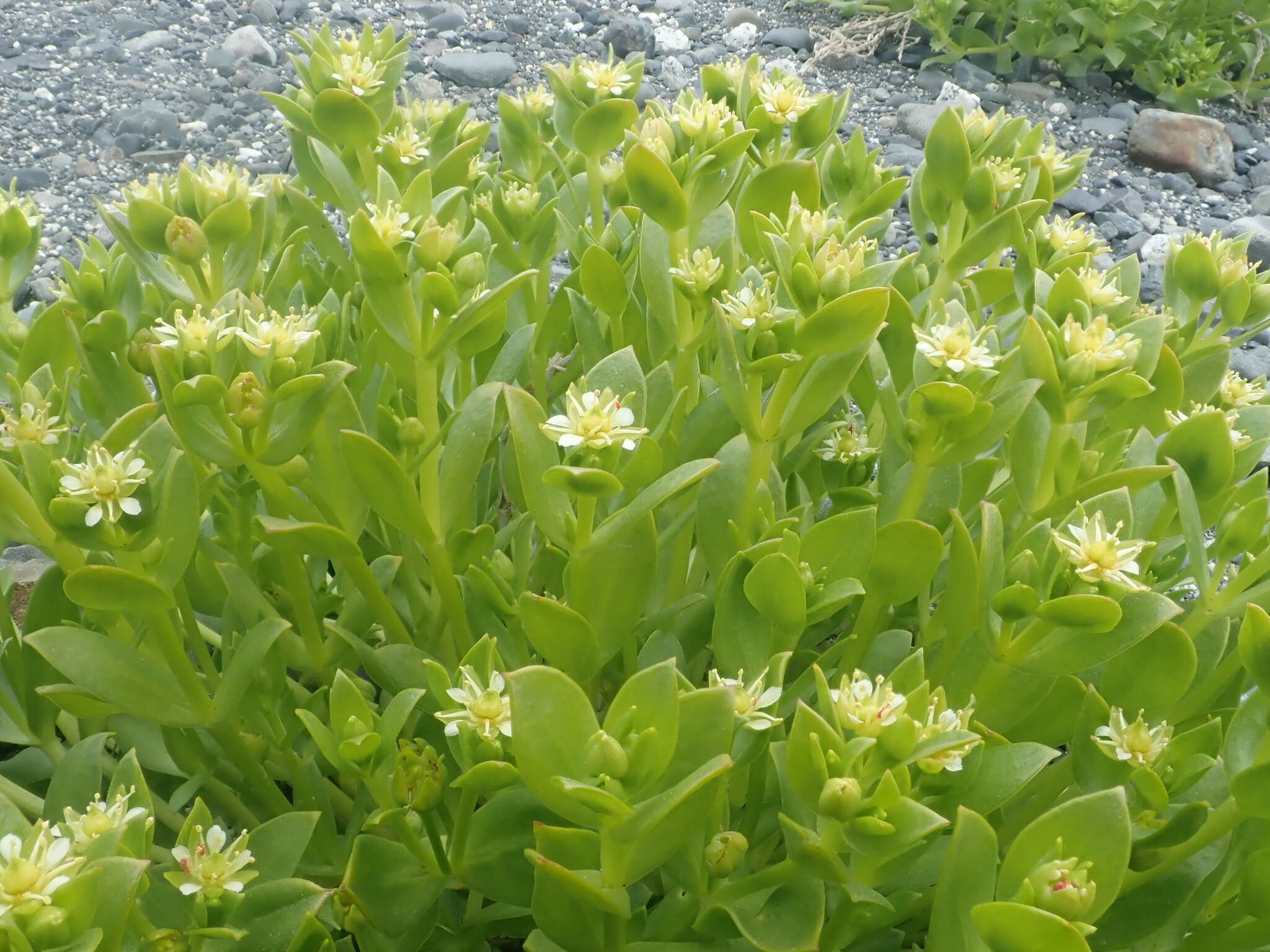 Image of seaside sandplant