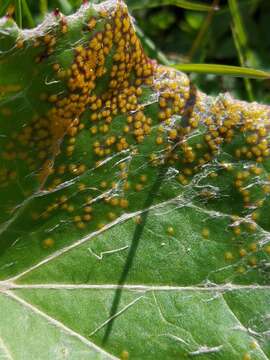 Imagem de Puccinia poarum Nielsen 1877