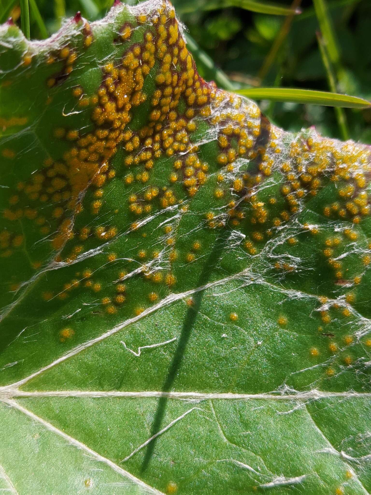 Imagem de Puccinia poarum Nielsen 1877