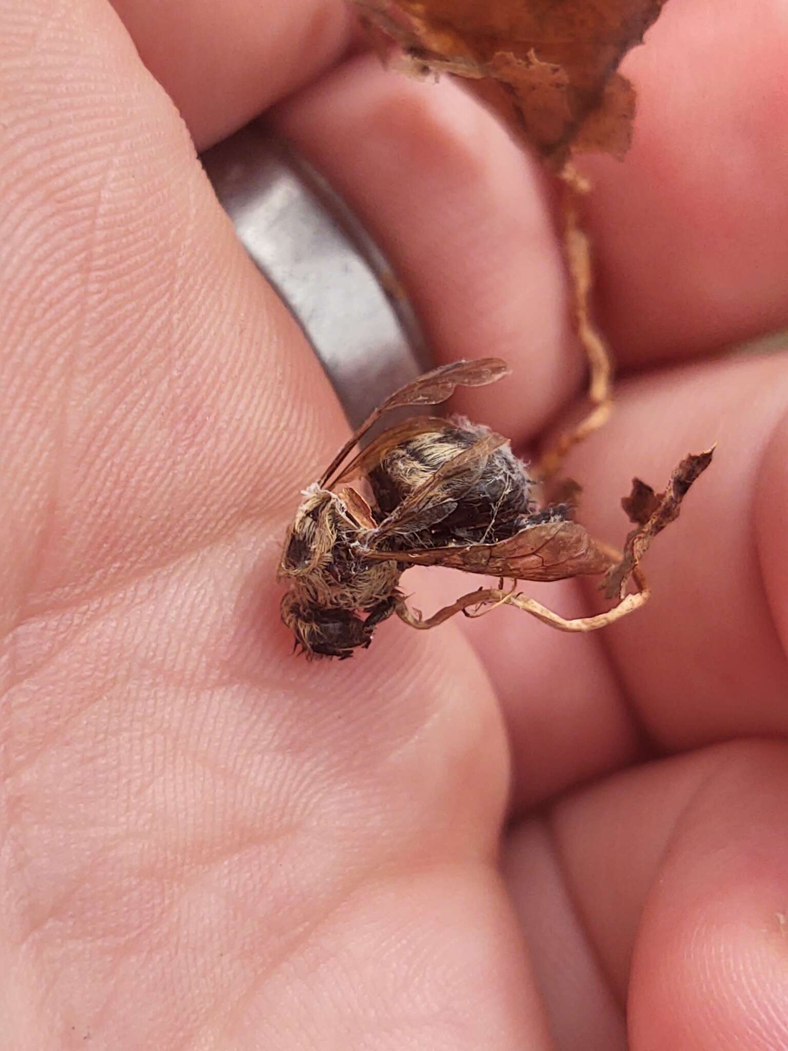 Image of Ophiocordyceps sphecocephala (Klotzsch ex Berk.) G. H. Sung, J. M. Sung, Hywel-Jones & Spatafora 2007