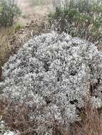 Imagem de Eriogonum giganteum var. formosum K. Brandegee