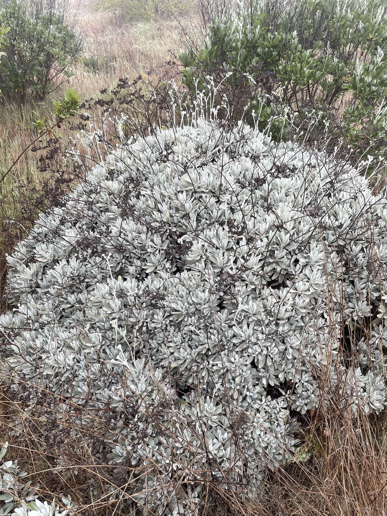 Imagem de Eriogonum giganteum var. formosum K. Brandegee