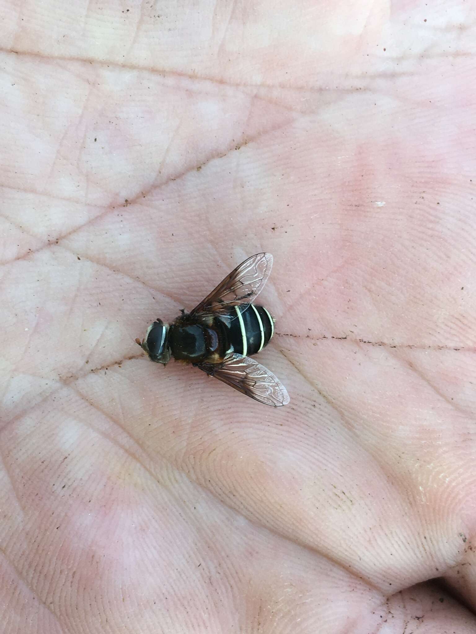 Слика од Eristalis cryptarum (Fabricius 1794)