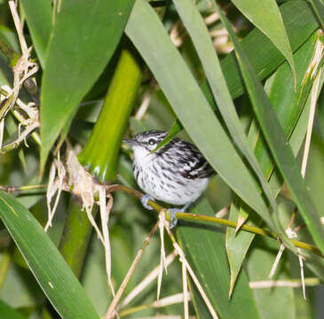 Image of Stripe-chested Antwren