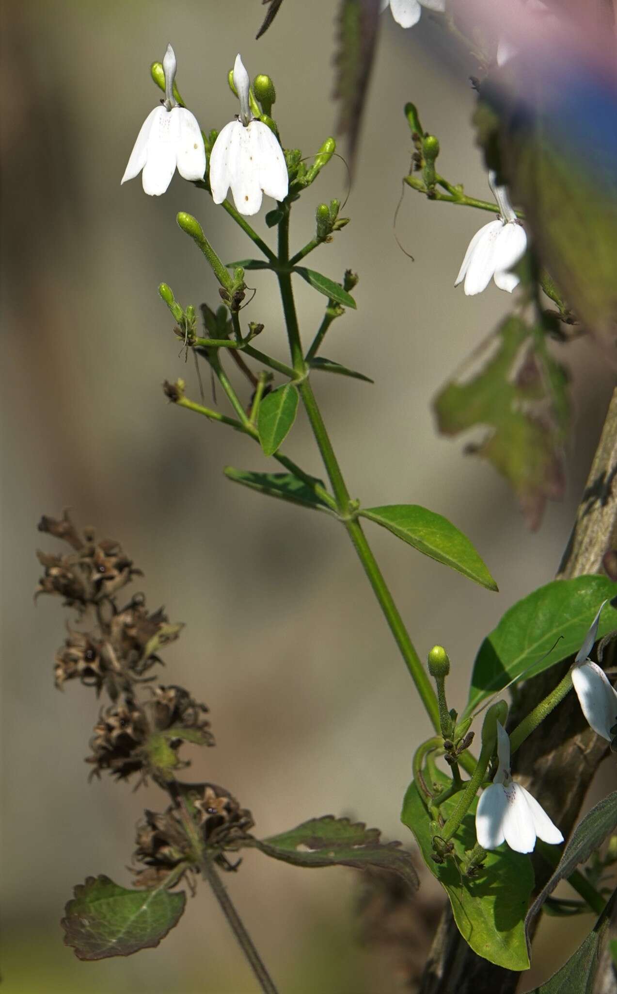 Sivun Rhinacanthus nasutus (L.) Kuntze kuva