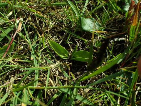 Image de Ophioglossum azoricum C. Presl