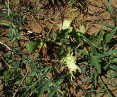 Image of devil's claw