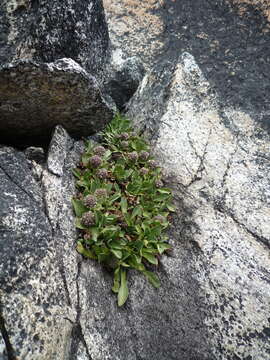 Image of Valeriana nivalis Wedd.