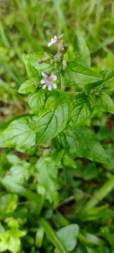 Image of Cuphea racemosa (L. fil.) Sprengel