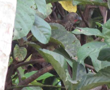 Image of Speckled Chachalaca