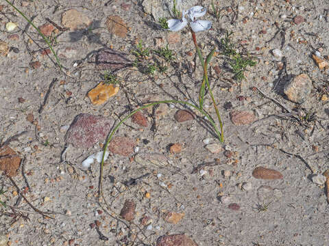 Image of Moraea longiaristata Goldblatt