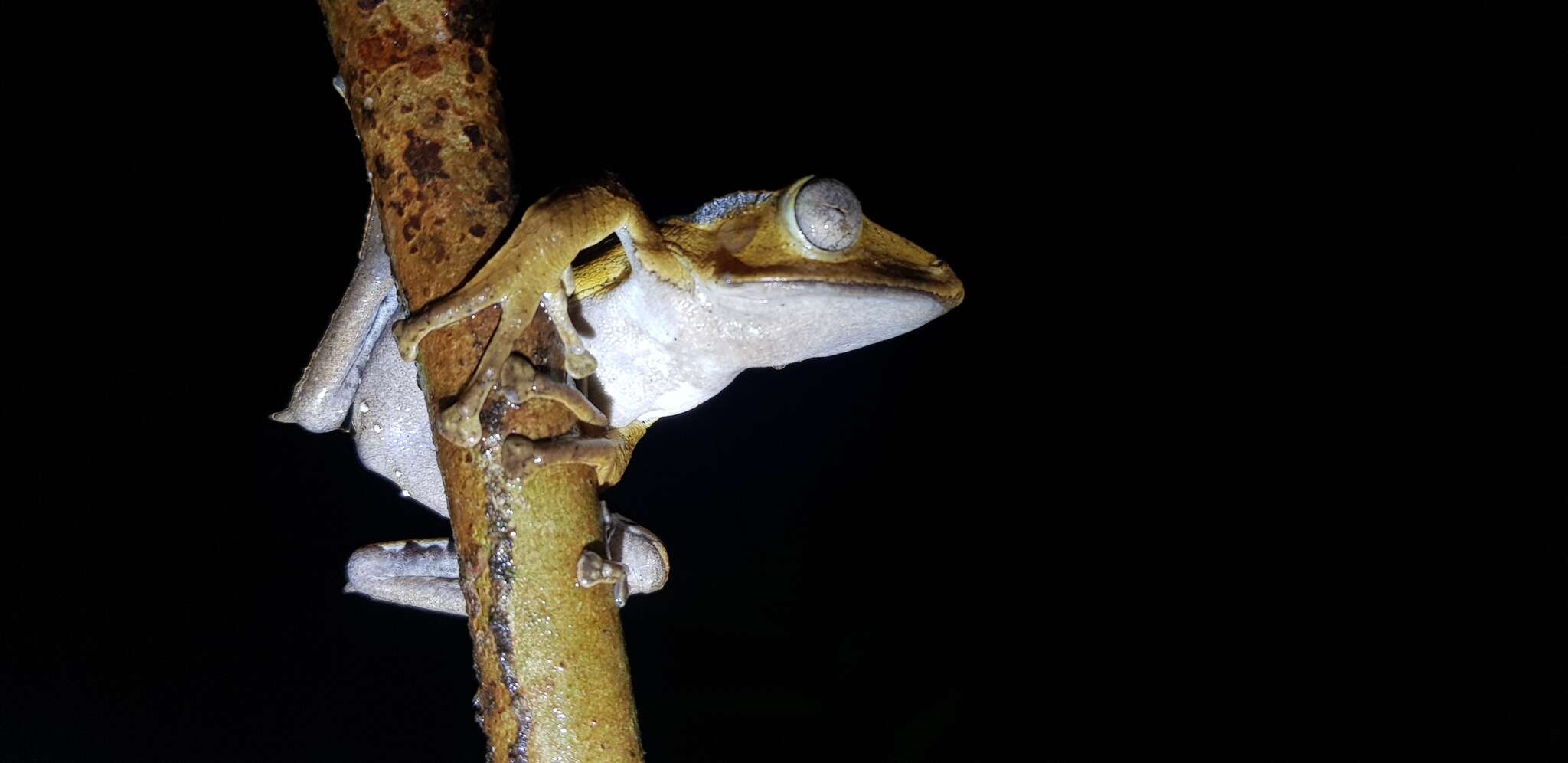 Image of File-Eared Tree Frog