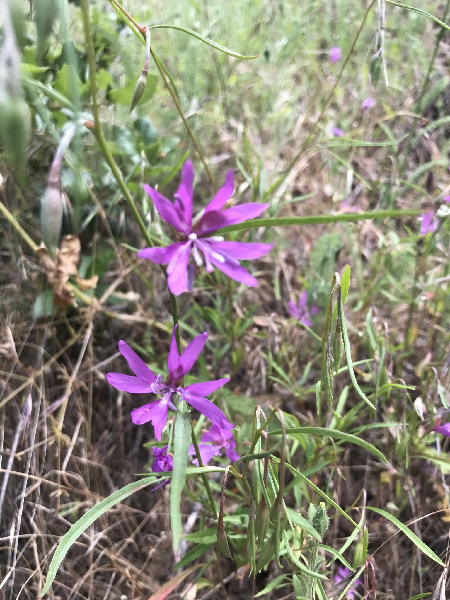 Plancia ëd Clarkia biloba (Dur.) A. Nels. & J. F. Macbr.