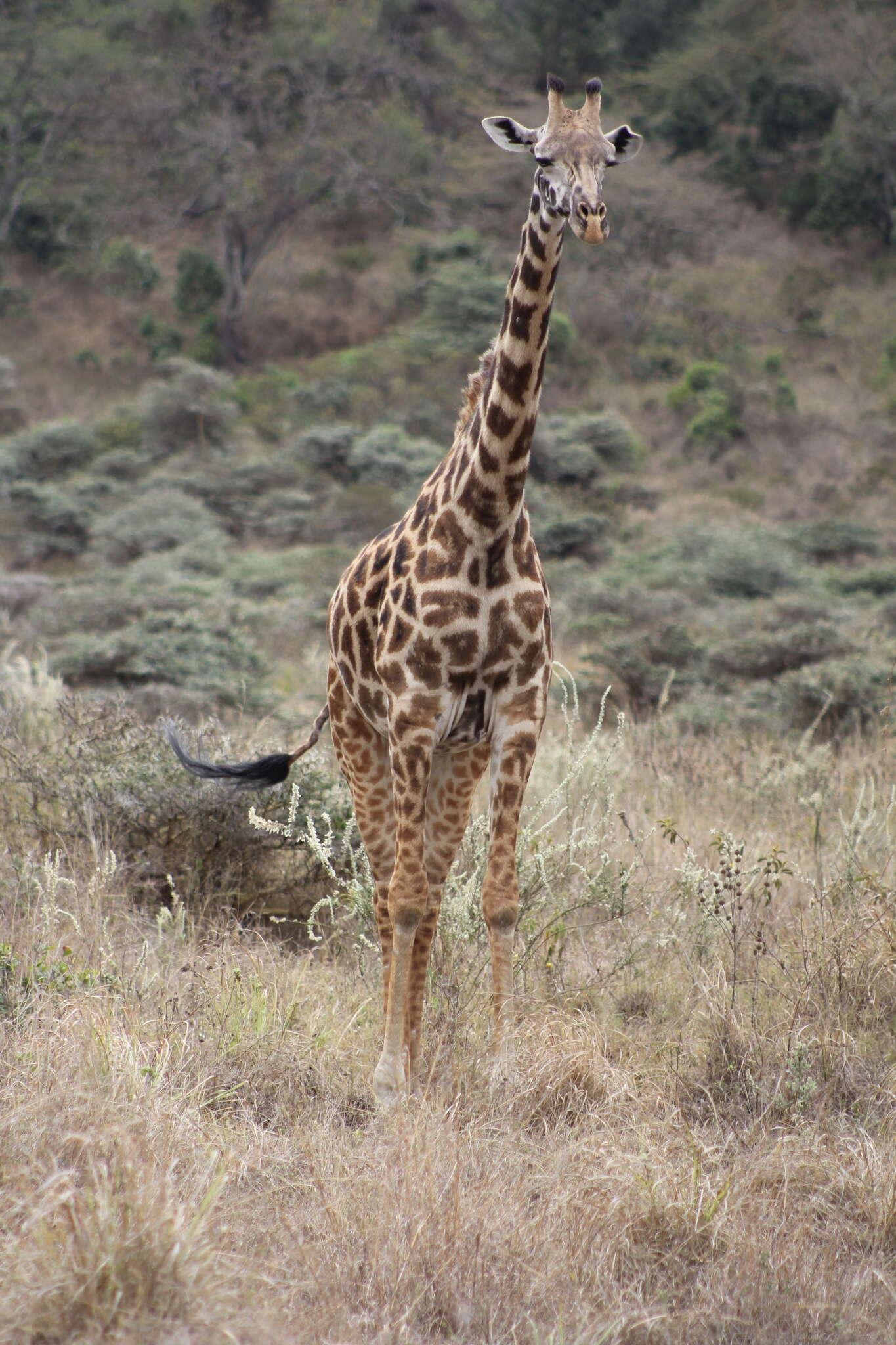 Image of Giraffa camelopardalis tippelskirchi Matschie 1898