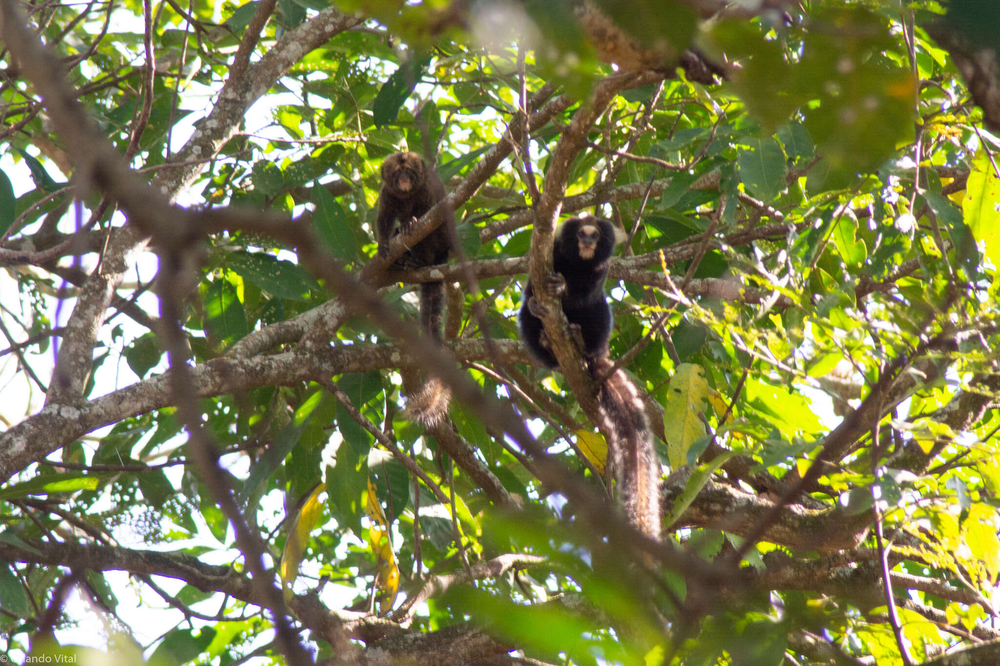 Image of Buffy Tufted-ear Marmoset