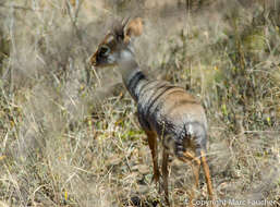 Image of Salt's Dikdik