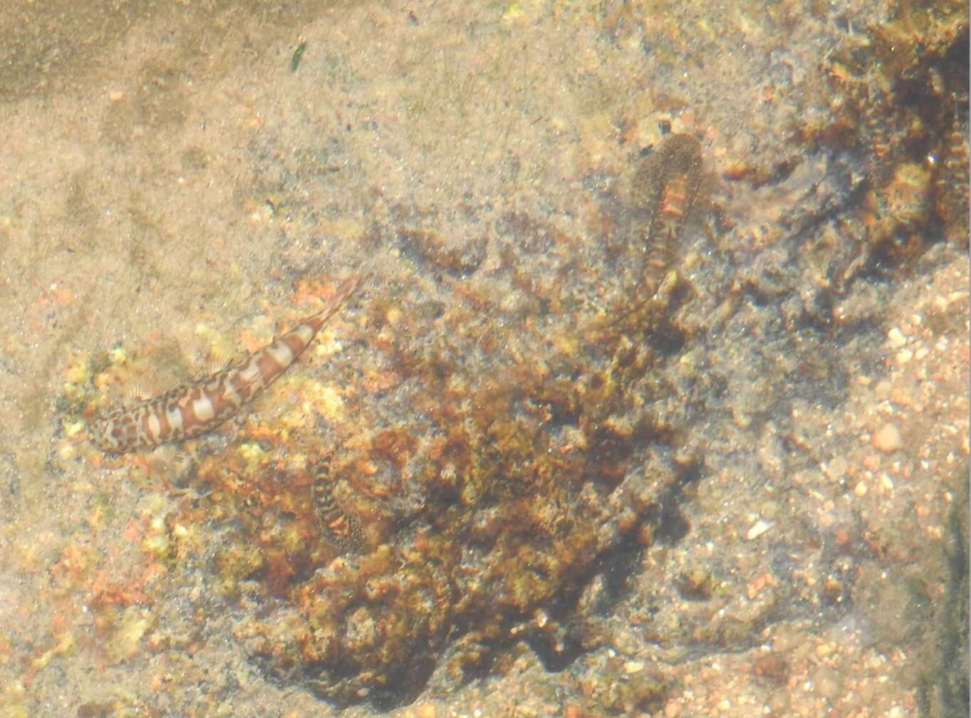 Image of Sucker-belly loach