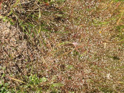 Image of silver hairgrass