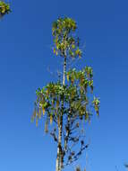 Image of Lophanthera lactescens Ducke