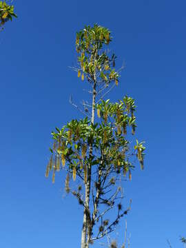 Image of Lophanthera lactescens Ducke