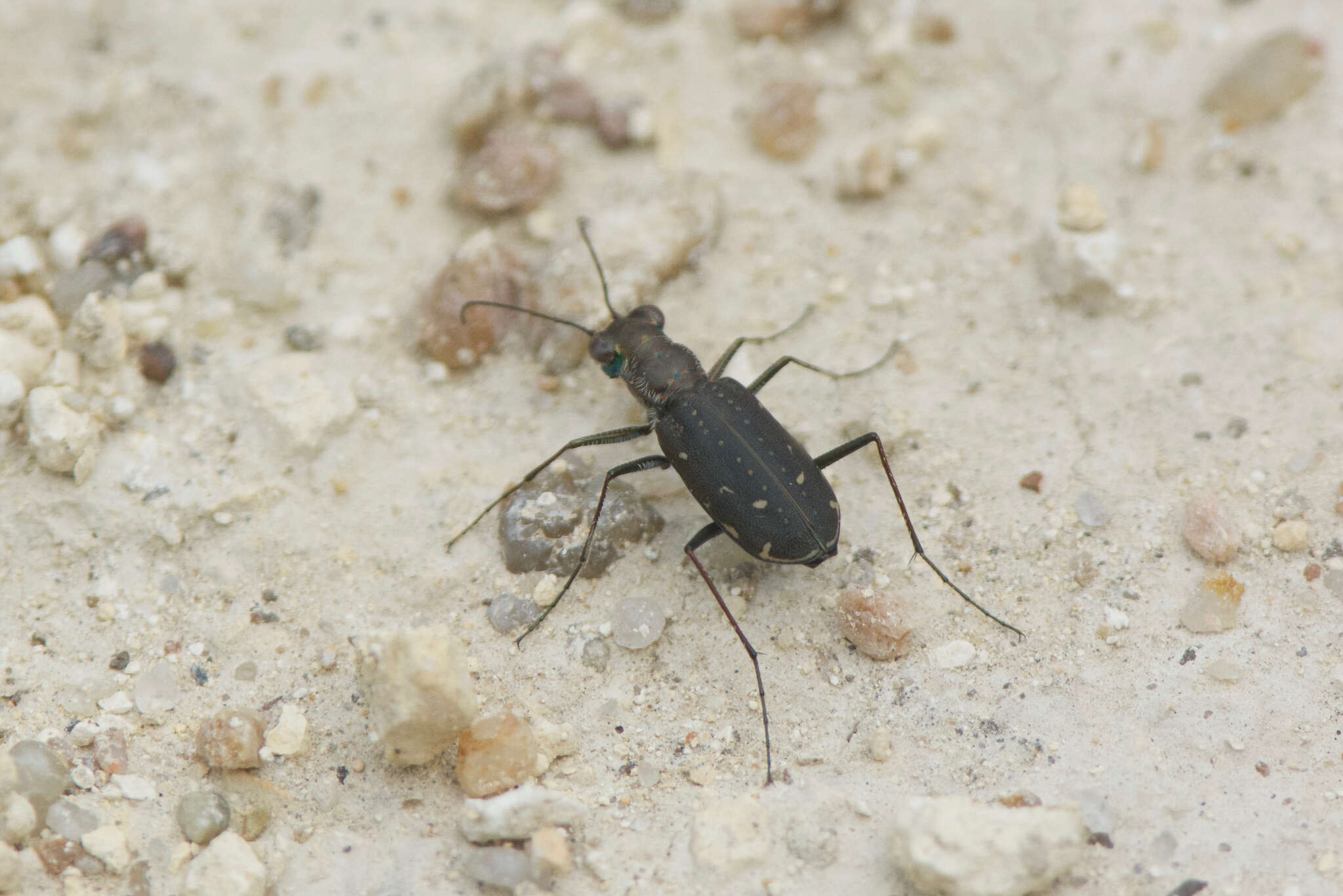 Plancia ëd Cicindela (Cicindelidia) punctulata punctulata A. G. Olivier 1790