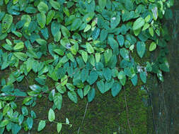 Image of Ficus trichocarpa Bl.