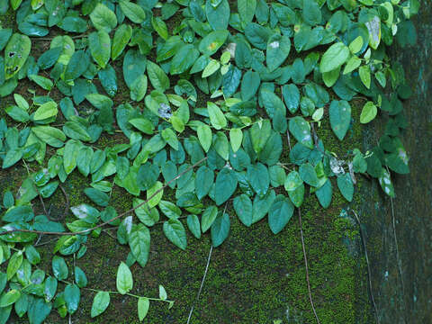 Image of Ficus trichocarpa Bl.