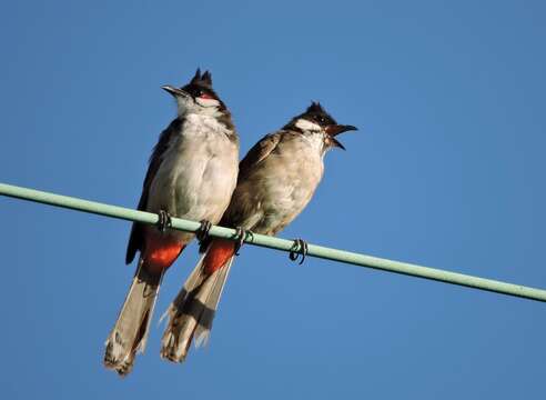 Image of Red-whiskered Bulbul