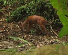 Image of Central American Red Brocket Deer