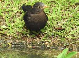 Image of Chinese Blackbird