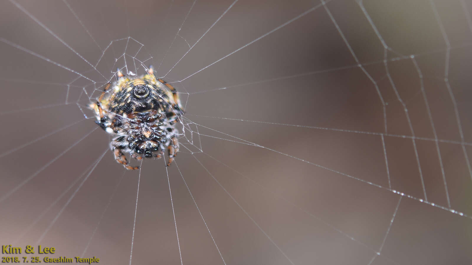 Image of Gasteracantha kuhli C. L. Koch 1837