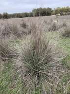 Imagem de Muhlenbergia lindheimeri Hitchc.