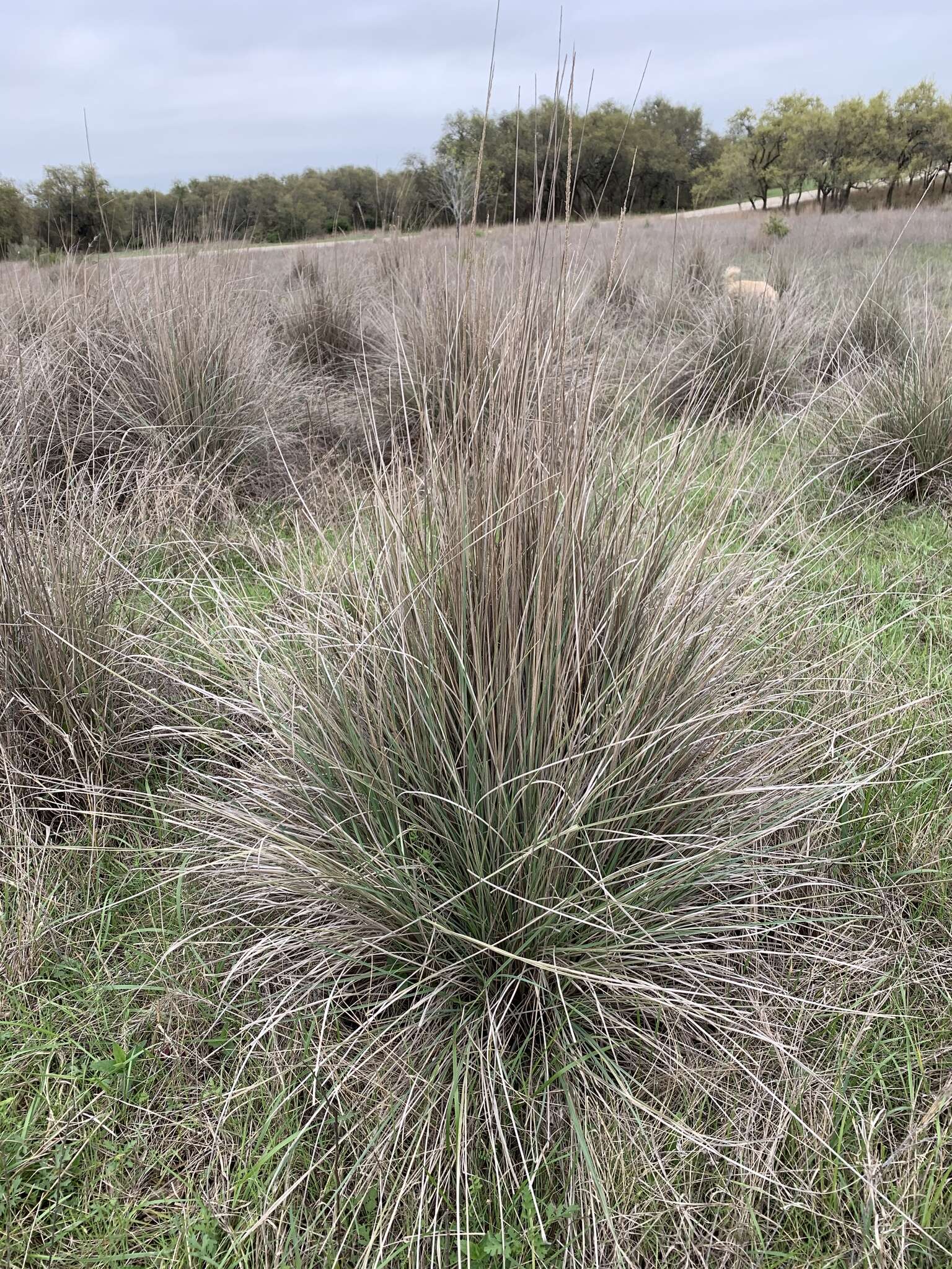 Plancia ëd Muhlenbergia lindheimeri Hitchc.