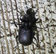 Calosoma (Castrida) sayi Dejean 1826的圖片