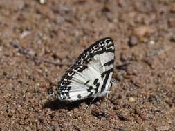 Image of <i>Tuxentius margaritaceus</i>