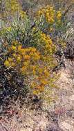 Image of Pteronia paniculata Thunb.